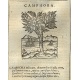 silografia da: Castore Durante, Herbario nuovo di Castore Durante medico …, Venetia, per Gian Giacomo Herz, 1684