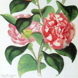 particolare della copertina di Herbarum Imagines Vivae  Fiori e Piante dalle raccolte di Botanica della Biblioteca Universitaria di Genova