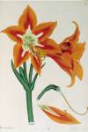 stampa botanica settecentesca del patrimonio della Biblioteca Universitaria di Genova