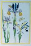 stampa botanica del patrimonio della Biblioteca Universitaria di Genova