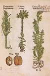 stampa botanica cinquecentesca del patrimonio della Biblioteca Universitaria di Genova