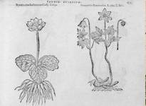 stampa botanica cinquecentesca del patrimonio della Biblioteca Universitaria di Genova