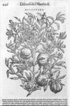 stampa botanica cinquecentesca del patrimonio della Biblioteca Universitaria di Genova