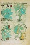 stampa botanica cinquecentesca del patrimonio della Biblioteca Universitaria di Genova