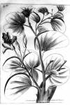 stampa botanica seicentesca del patrimonio della Biblioteca Universitaria di Genova