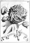 stampa botanica seicentesca del patrimonio della Biblioteca Universitaria di Genova