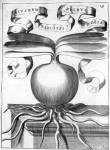 stampa botanica seicentesca del patrimonio della Biblioteca Universitaria di Genova