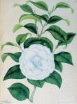 stampa botanica settecentesca del patrimonio della Biblioteca Universitaria di Genova
