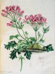 stampa botanica settecentesca del patrimonio della Biblioteca Universitaria di Genova