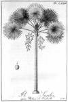 stampa botanica settecentesca del patrimonio della Biblioteca Universitaria di Genova