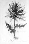 stampa botanica settecentesca del patrimonio della Biblioteca Universitaria di Genova