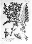 stampa botanica settecentesca del patrimonio della Biblioteca Universitaria di Genova
