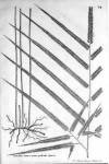 stampa botanica settecentesca del patrimonio della Biblioteca Universitaria di Genova