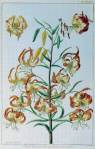 stampa botanica settecentesca del patrimonio della Biblioteca Universitaria di Genova