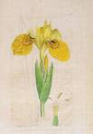 stampa botanica settecentesca del patrimonio della Biblioteca Universitaria di Genova