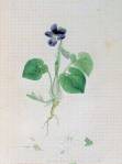 stampa botanica settecentesca del patrimonio della Biblioteca Universitaria di Genova