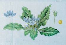 stampa botanica ottocentesca del patrimonio della Biblioteca Universitaria di Genova