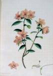 stampa botanica settecentesca del patrimonio della Biblioteca Universitaria di Genova