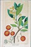 stampa botanica ottocentesca del patrimonio della Biblioteca Universitaria di Genova