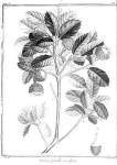 stampa botanica ottocentesca del patrimonio della Biblioteca Universitaria di Genova