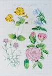 stampa botanica ottocentesca del patrimonio della Biblioteca Universitaria di Genova
