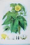 stampa botanica ottocentesca del patrimonio della Biblioteca Universitaria di Genova