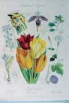 botanica_31_original