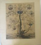 STAMPE II.12  Albero genealogico Savoia  s.d.